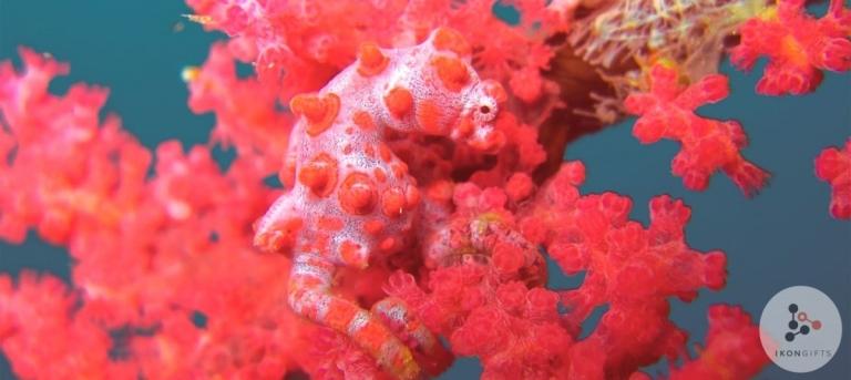 Живой коралл — цвет 2019 года по версии института Pantone
